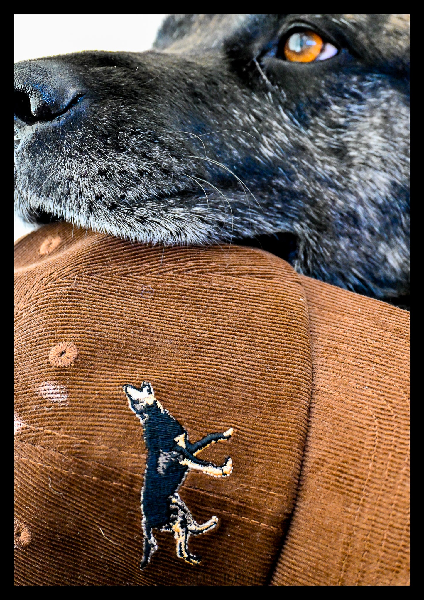Bark Up Corduroy Cap